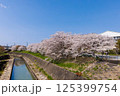 河辺の桜 125399754