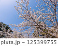 桜 125399755