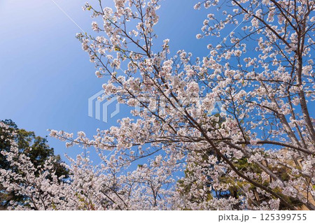 桜 125399755