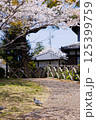 桜と鳩 125399759