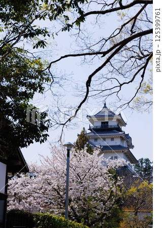桜と掛川城 125399761