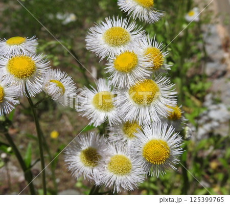 ハルジオンの花 125399765