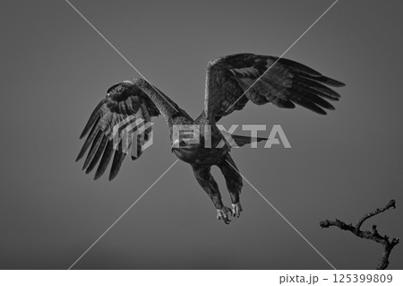 Mono steppe eagle takes off from branch 125399809