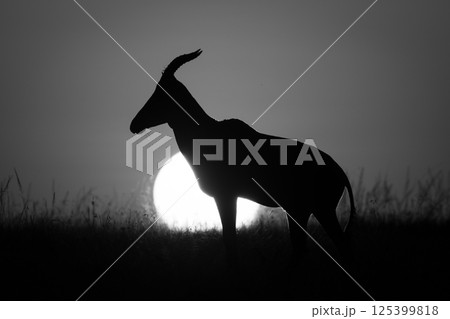 Mono topi at sunrise silhouetted on horizon 125399818