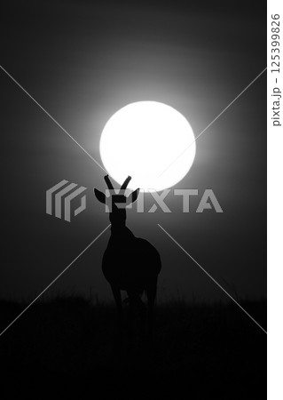 Mono topi on horizon silhouetted under sun 125399826