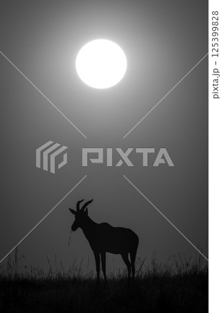 Mono topi silhouetted at sunrise on horizon 125399828