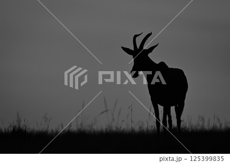 Mono topi stands at sunrise on horizon 125399835