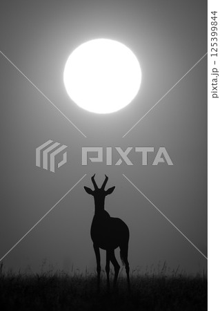 Mono topi stands under sun facing camera 125399844