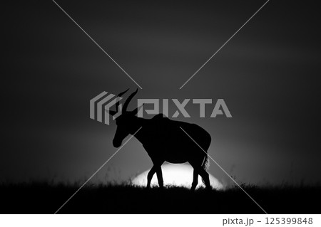 Mono topi walks along horizon at sunrise 125399848