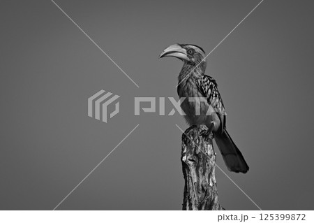 Mono yellow-billed hornbill on stump with catchlight 125399872