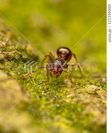 アミメアリ アミメアリ 125399989