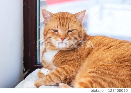 An orange and white cat is comfortably laying on a window sill 125400030
