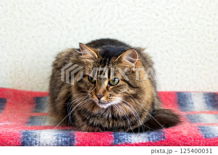 A fluffy cat is comfortably laying on a cozy red and blue plaid blanket 125400031