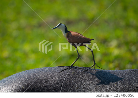 African jacana walks along back of hippo African jacana walks along back of hippo 125400056