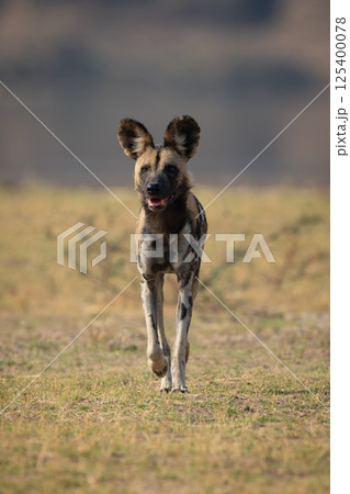 African wild dog approaches camera over grass 125400078
