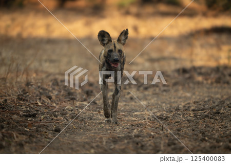 African wild dog approaching camera in shade 125400083