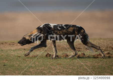 African wild dog crosses grass lowering head African wild dog crosses grass lowering head 125400098