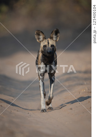 African wild dog crosses sand toward camera 125400104