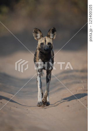 African wild dog crosses sand towards camera 125400105