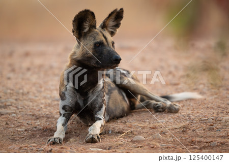 African wild dog lies down looking right African wild dog lies down looking right 125400147