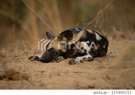 African wild dog lies dozing on sand African wild dog lies dozing on sand 125400151