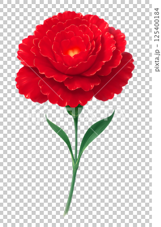 宝石のように輝く深紅のカーネーション 125400184