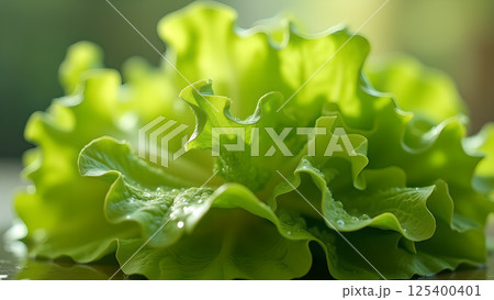 Fresh Green Lettuce Head Close Up with Water Drops 125400401