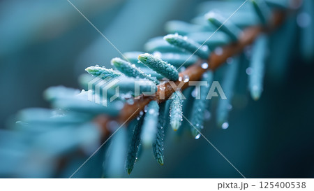 Delicate Spruce Branch Adorned with Dew Drops 125400538