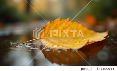 Solitary Autumn Leaf Reflection in Puddle Surface Solitary Autumn Leaf Reflection in Puddle Surface 125400944