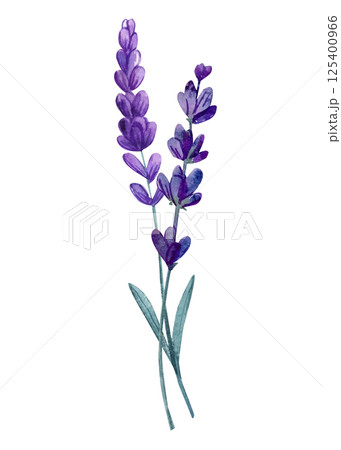 Minimal watercolor lavender flower stems in purple with green leaves botanical floral illustration 125400966