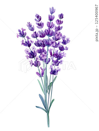 Watercolor lavender flower stem botanical illustration in purple and green isolated on white background 125400967