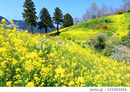 【愛媛県】犬寄峠の黄色い丘（菜の花畑） 125401048
