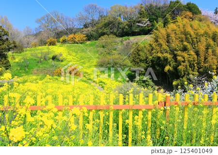 【愛媛県】犬寄峠の黄色い丘（菜の花畑） 125401049