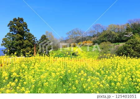 【愛媛県】犬寄峠の黄色い丘(菜の花畑) 【愛媛県】犬寄峠の黄色い丘(菜の花畑) 125401051
