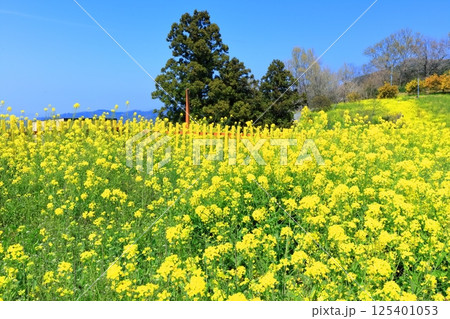【愛媛県】犬寄峠の黄色い丘（菜の花畑） 125401053