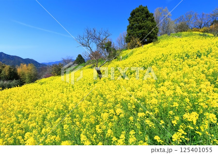 【愛媛県】犬寄峠の黄色い丘(菜の花畑) 【愛媛県】犬寄峠の黄色い丘(菜の花畑) 125401055