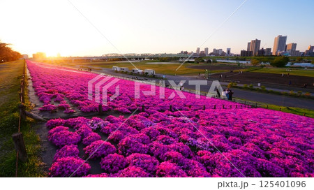 夕陽に染まる芝桜が咲き誇る新荒川大橋緑地 125401096
