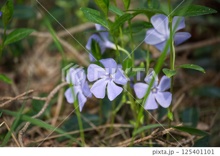 Charming periwinkle flowers with soft purple petals bloom in natural light among green foliage. 125401101