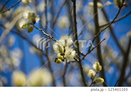 A bee gathers pollen from soft, fresh pussy willow catkins in full bloom against a clear blue sky. A bee gathers pollen from soft, fresh pussy willow catkins in full bloom against a clear blue sky. 125401103
