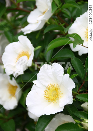 庭に咲いたナニワイバラの花 庭に咲いたナニワイバラの花 125401342