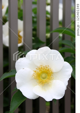 庭に咲いたナニワイバラの花 125401349