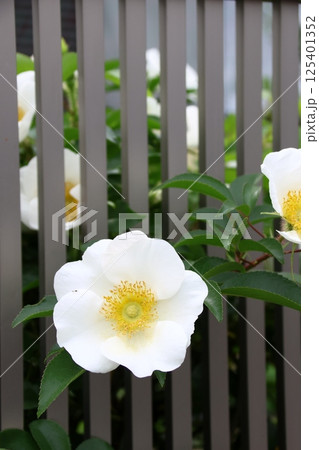 庭に咲いたナニワイバラの花 125401352