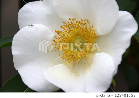 庭に咲いたナニワイバラの花 125401355