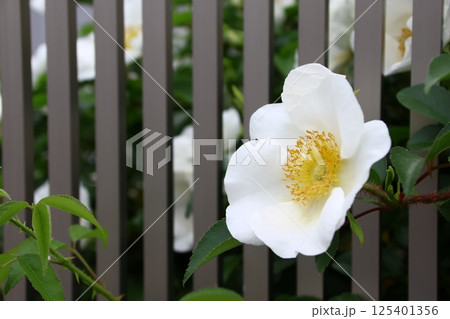 庭に咲いたナニワイバラの花 125401356