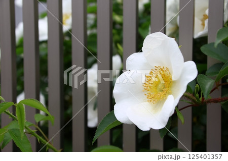 庭に咲いたナニワイバラの花 125401357