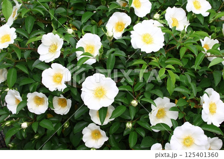 庭に咲いたナニワイバラの花 庭に咲いたナニワイバラの花 125401360