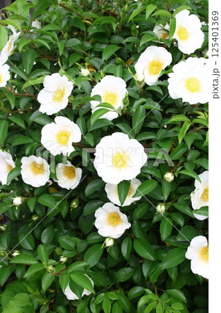 庭に咲いたナニワイバラの花 125401369