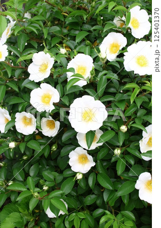 庭に咲いたナニワイバラの花 庭に咲いたナニワイバラの花 125401370