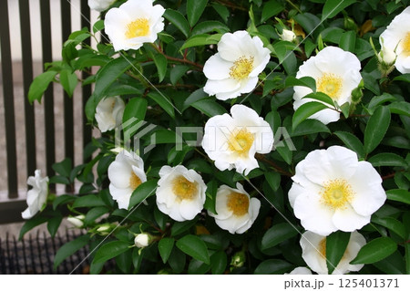 庭に咲いたナニワイバラの花 125401371