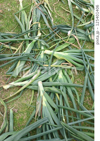 たまねぎの葉・収穫後 125401406